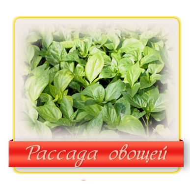 Прайс клубника рассада Прайс клубника рассада